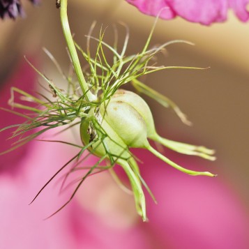 Details of the Individual Stems from a British Flower Bouquet